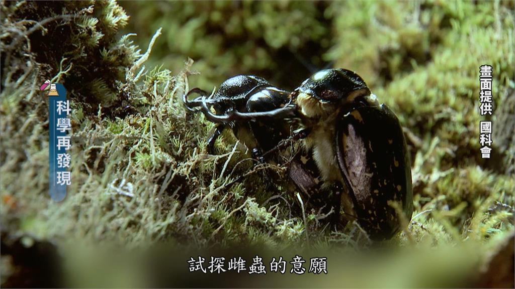 台灣最大的金龜子！鐵甲戰士長臂金龜