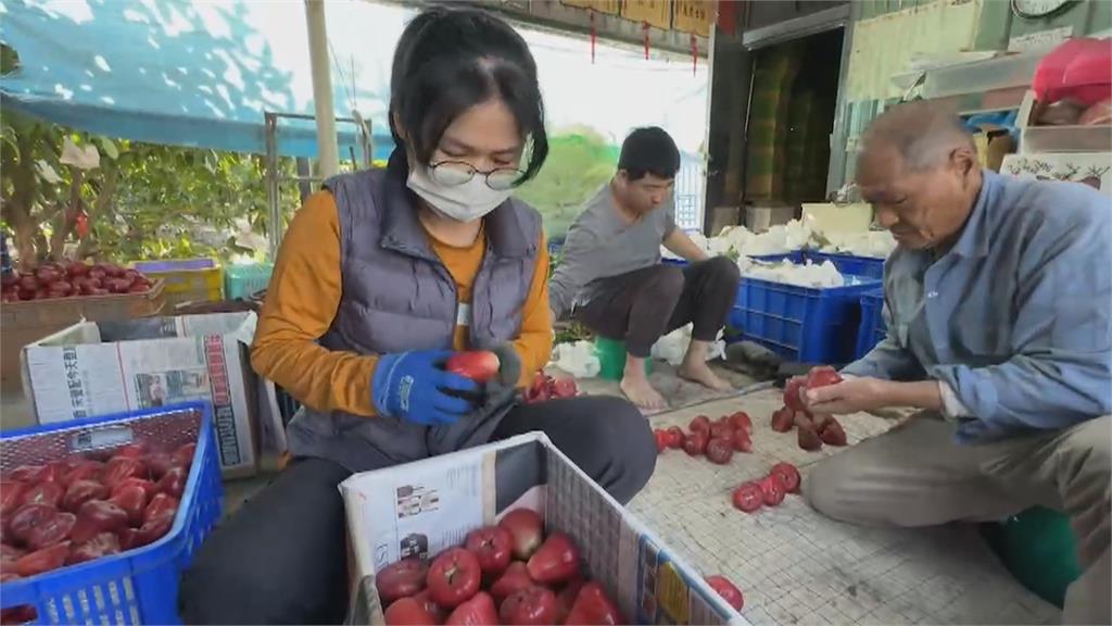 皮薄多汁紅寶石 雙冠黑珍珠蓮霧每公斤3000元拍出