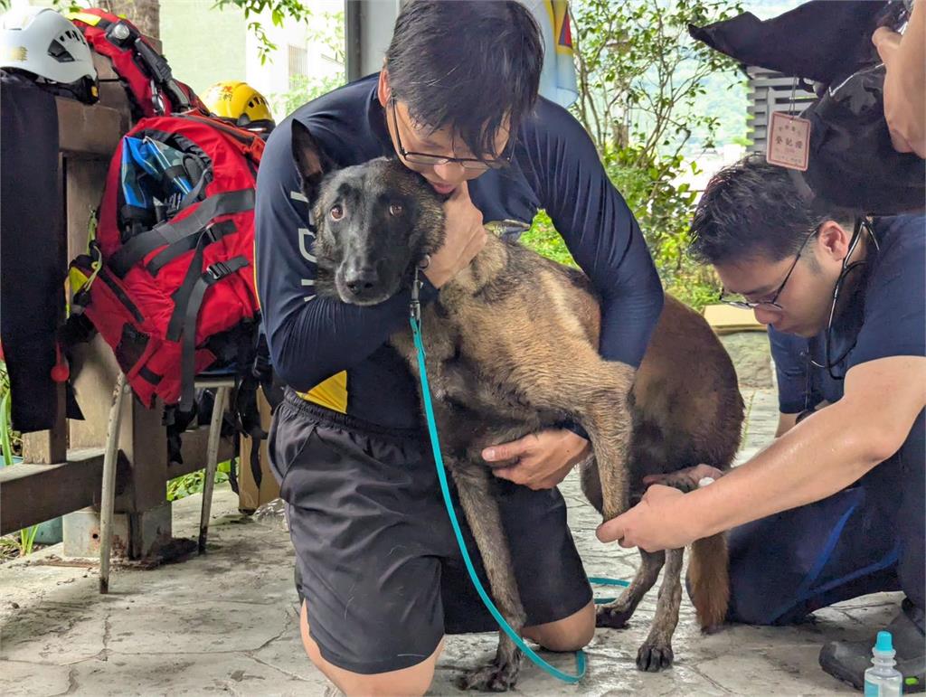  1隻搜救犬抵20個人類！搜救犬「為何不戴項圈、裝備？」專家揭4大震撼原因
