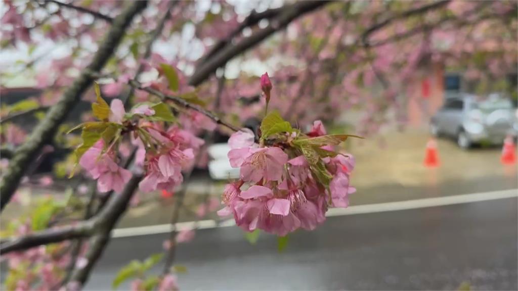 嘉義「櫻櫻美代子」躲過風雨盛開中 賞完櫻還可以做「這件事」