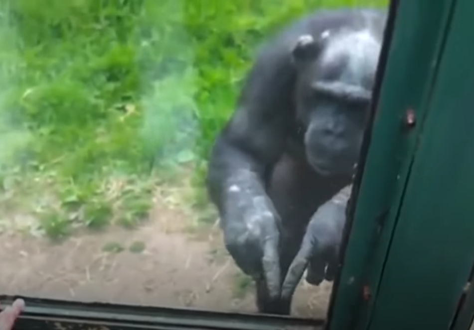 黑猩猩緊貼玻璃窗「瘋狂比手語」洩心聲　專家曝背後心碎意義惹哭網