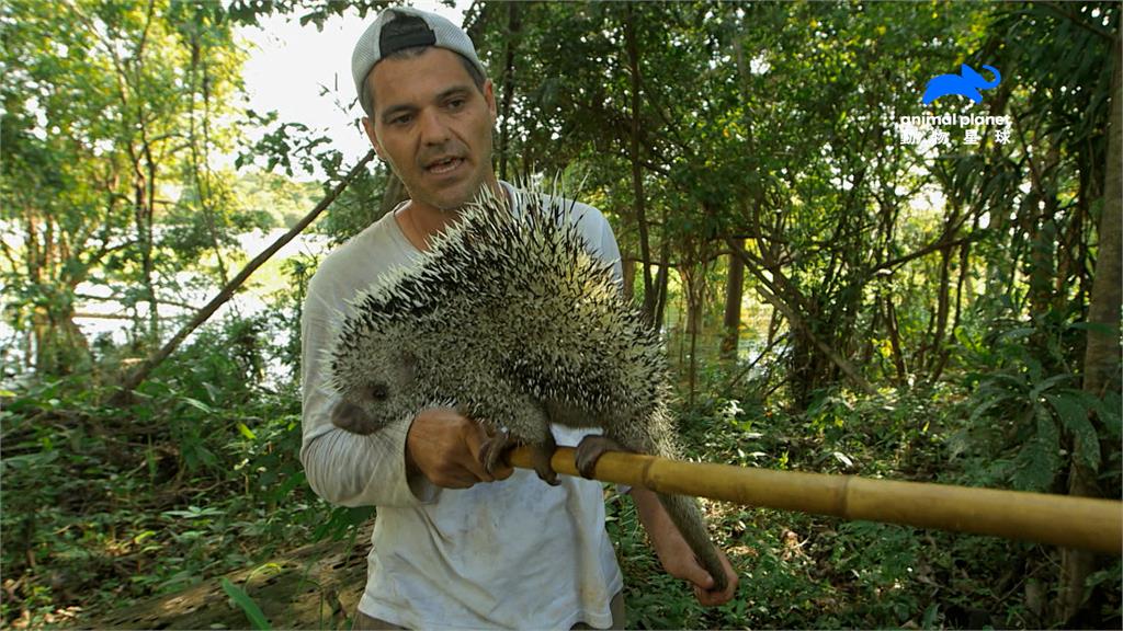 真實版寶可夢！冒險家穿越亞馬遜雨林　全靠1動作與生物溝通