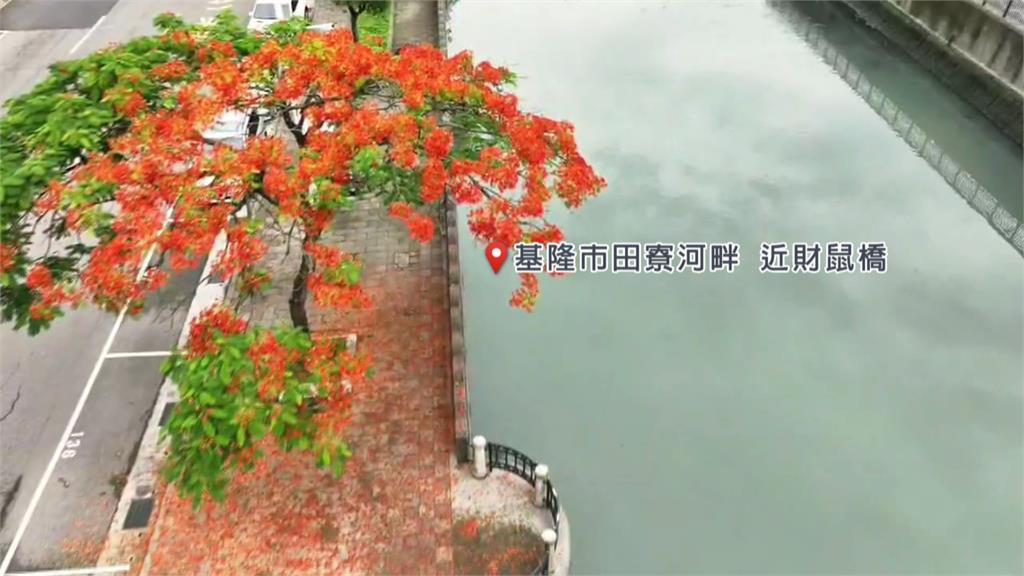 熱搜/基隆田寮河畔「火紅鳳凰花開」 民眾搶拍限定美景