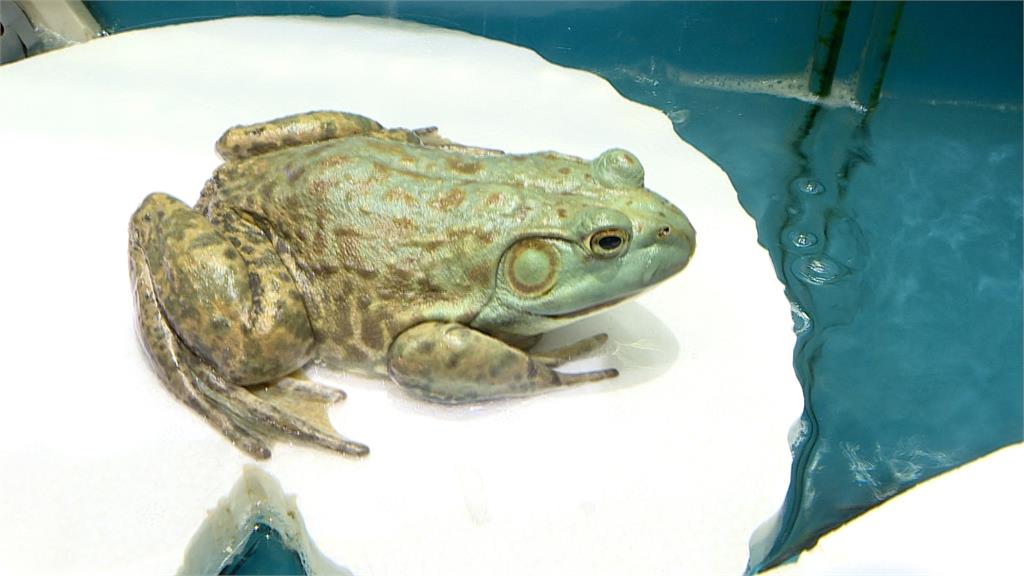 賣場生鮮區成水族館?四隻牛蛙在養殖箱 民眾嚇:牠不會跳出來嗎