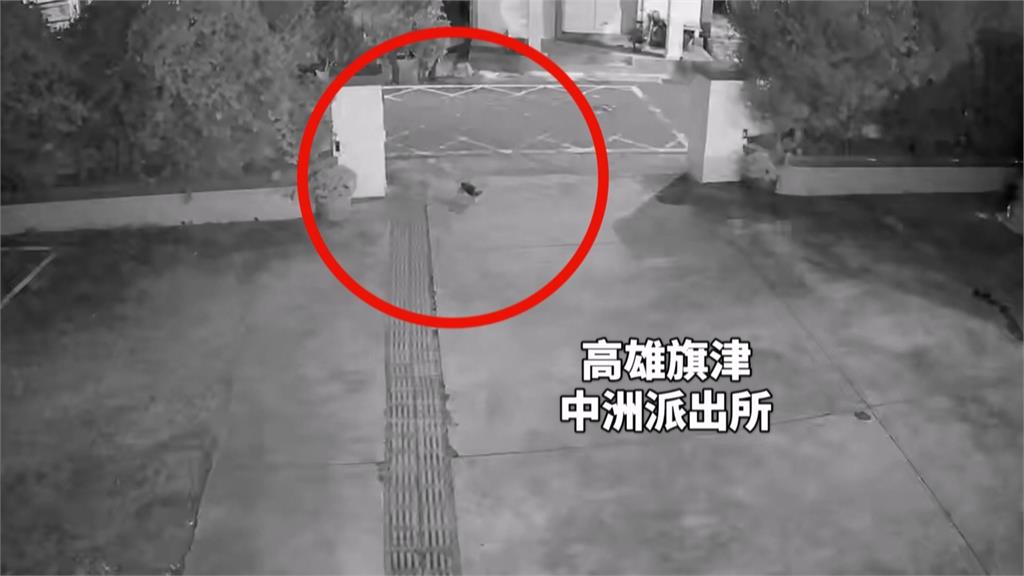 超聰明！高雄狗狗走失「自行報案」　飼主見愛犬平安激動爆哭