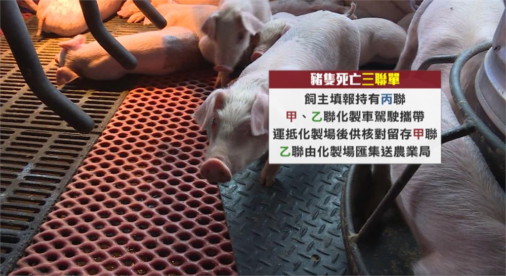 中市府稱死豬未超越警報值　杜文珍斥：有疑點就該採檢