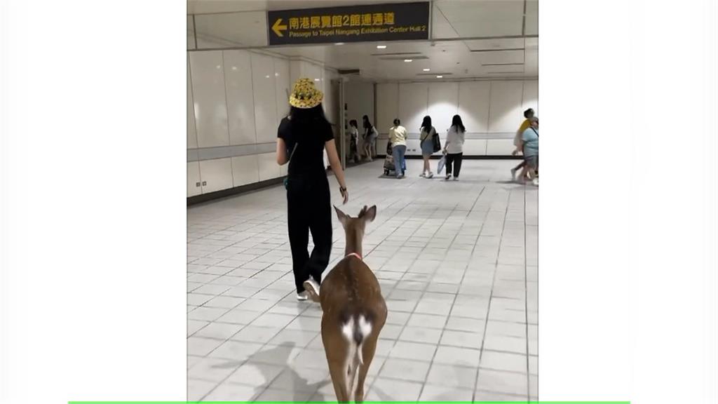 北捷「南港展覽館站」驚見梅花鹿　飼主：剛參加寵物展　未進站