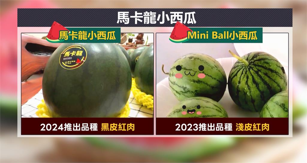 LV級"馬卡龍西瓜"小而美 屏東九如農會搶鮮上市
