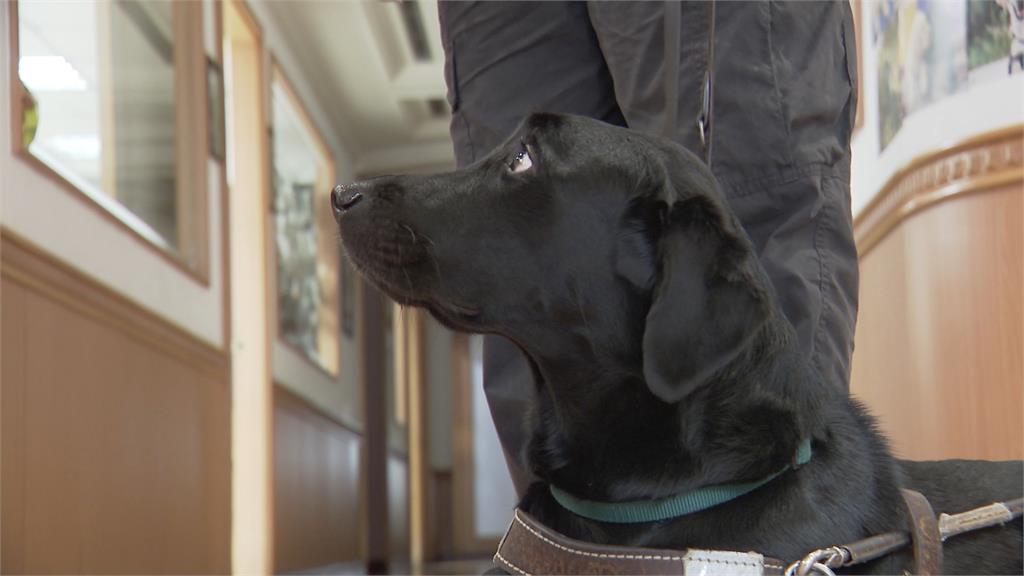 帶導盲犬到「起家雞」用餐被拒 視障者錯愕:竟然在台北市
