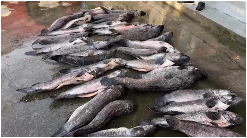 日月潭「湖中惡霸」又出沒!縣府急派人移除560尾魚虎…曝今年電撈成效