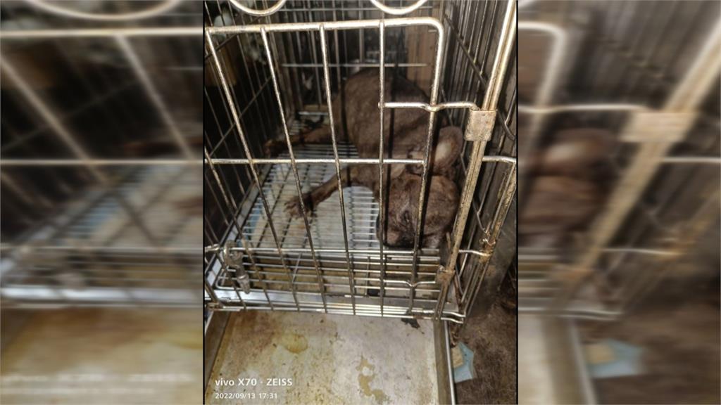 哈士奇被塞在背包內載著走變「肉包」 網友怒指證:他是慣犯