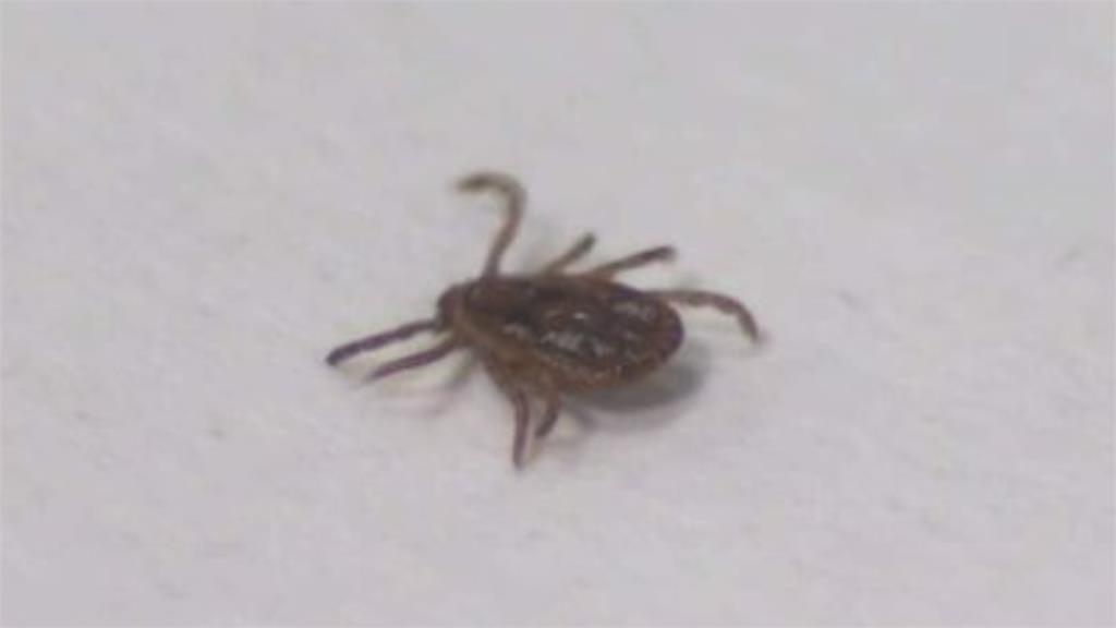 去日本旅遊要注意!「蜱蟲傳染病」疫情創新高…專家示警:嚴重恐器官衰竭亡