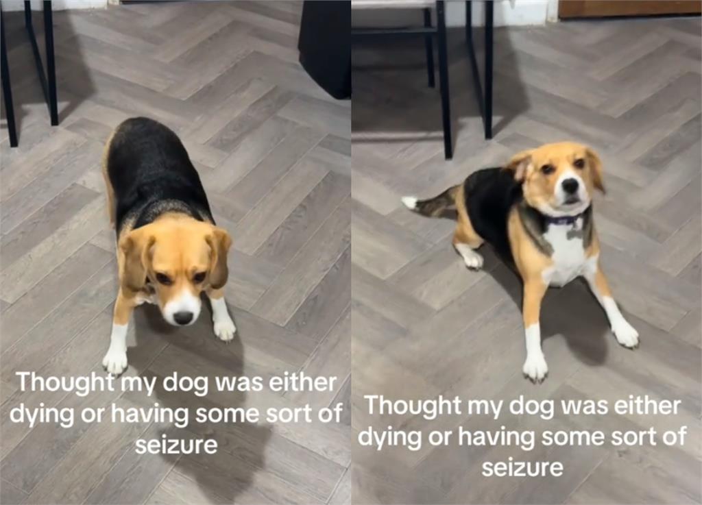 健康米格魯「突癲癇四肢不受控」!她急「燒萬元治病」醫生一看傻眼:很嗨