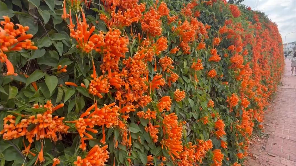 苗栗花海美! 銅鑼炮仗花盛放 三義遊客漫步櫻花林