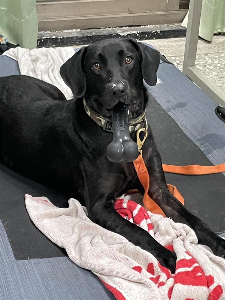 母湯色色!呆萌搜救犬「嘴咬1物」裝可愛 網秒面壁羞喊:以為是姐夫…