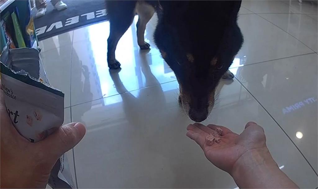 被噪音嚇到「落跑」 柴犬進超商吹冷氣警獲報帶路找主人