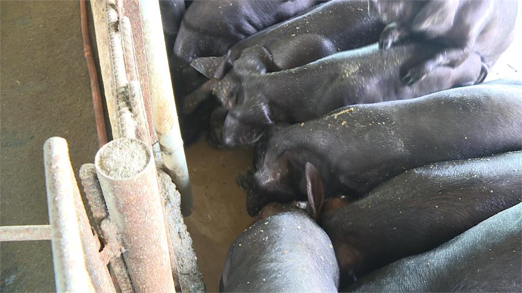 "非洲豬瘟"何時能解禁? 卓榮泰:明天中午討論
