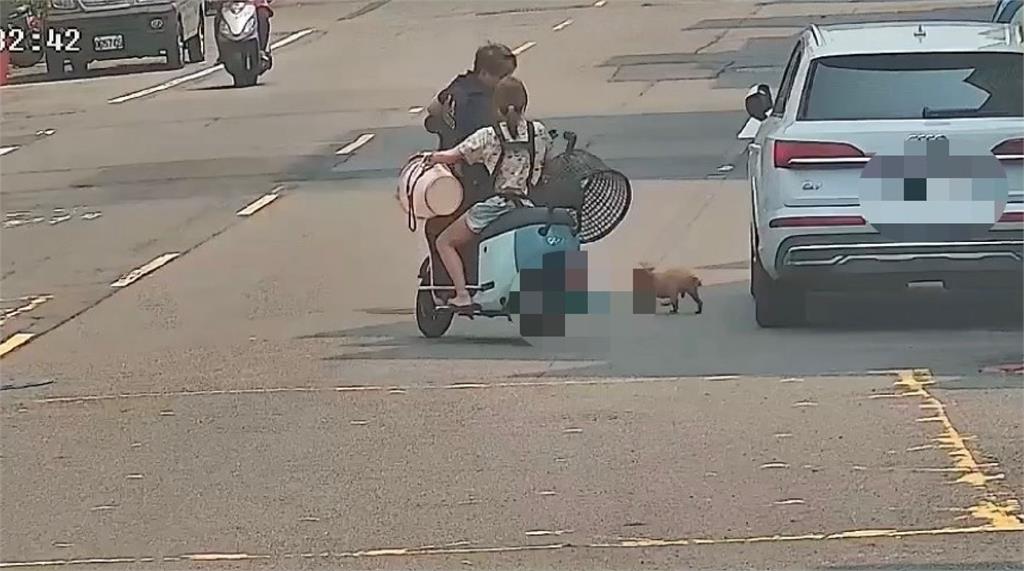 快新聞／飼主心碎找狗！紅貴賓鳳山街頭狂竄　警神反應「籃」住救回