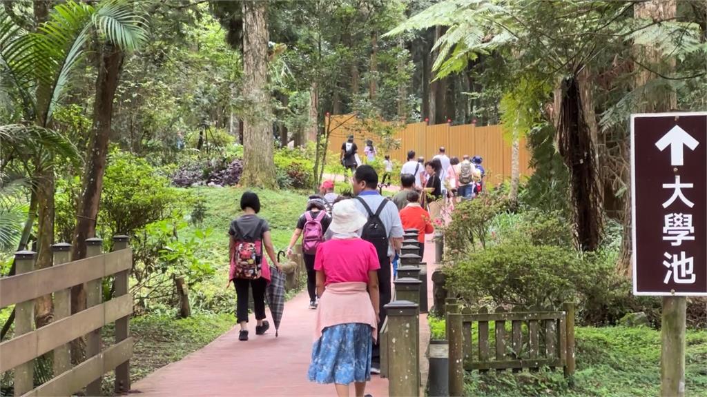 山上體感溫度直降5度 遊客衝南投溪頭 踏青消暑