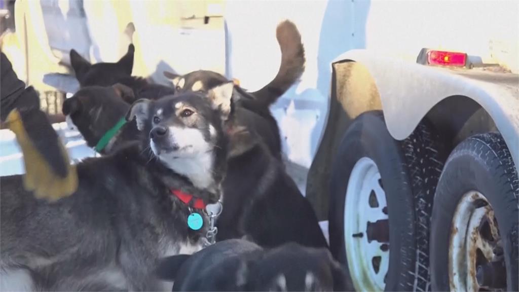 阿拉斯加「長途競速雪橇賽」傳意外　2隻狗狗途中不幸死亡