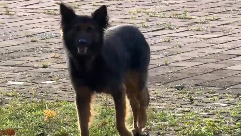基隆暖暖公托外流浪犬「愛追車」 家長、老師都被追危害安全
