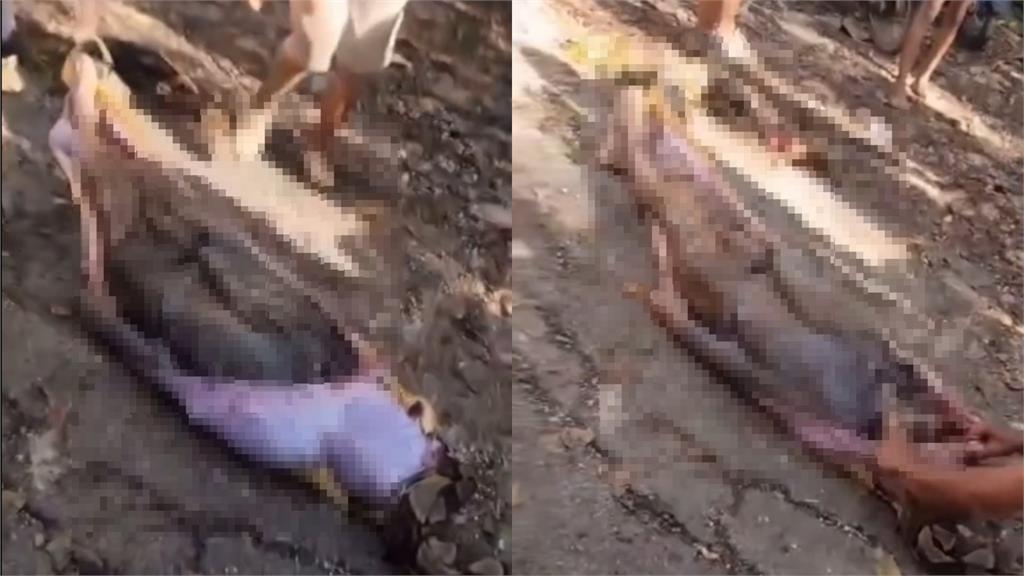 8.5公尺巨蟒「詭異隆起」!印尼村民剖肚驚見「完整男屍」真實身分曝光