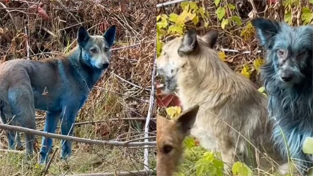 車諾比核災40年後禁區驚見「藍狗」!一週內毛色突變…研究曝:基因已變異