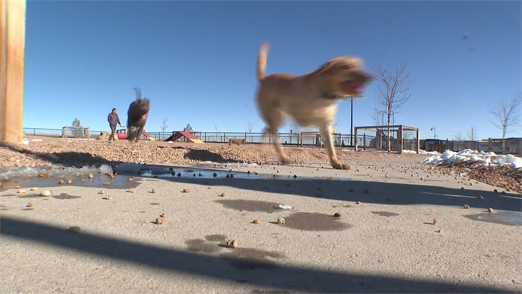 Uber司機愛犬 「坐副駕上工」 狗狗爆紅意外成網紅