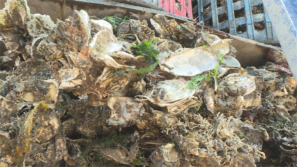 台南南區外海牡蠣異常暴斃　蚵農苦不堪言　水試所調查原因