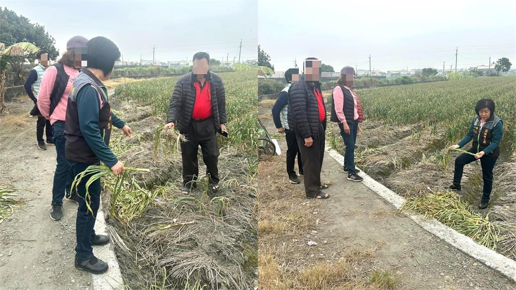 忠犬為守護蒜頭田!遭小偷「割喉殺害」倒血泊 手法殘忍農民崩潰了
