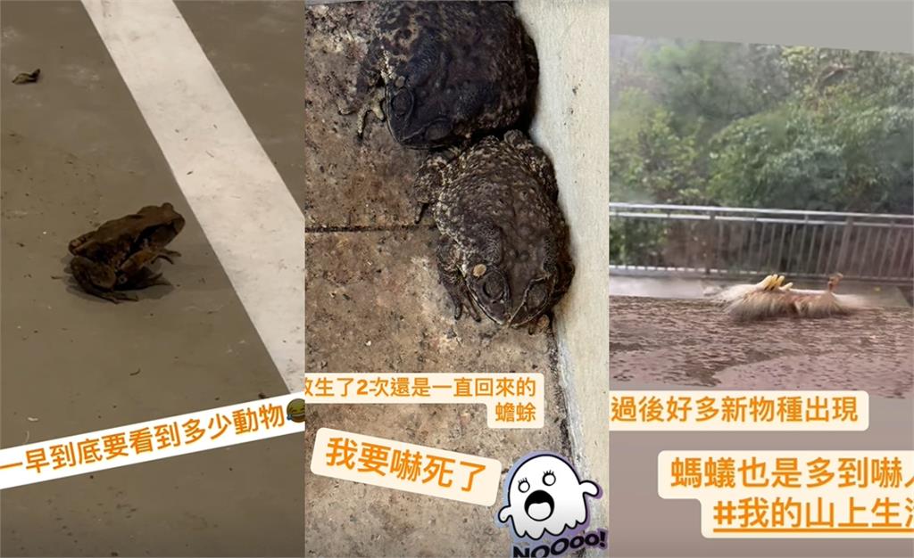 陳意涵豪宅「突闖不速之客」驚嚇片曝!亂丟香蕉皮「正面對決」:怎麼進來?