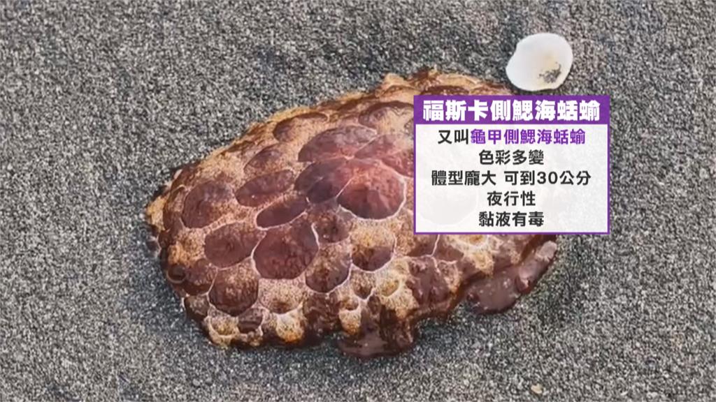 林園海灘驚見"移動紅龜粿"！　含毒性海蛞蝓首現蹤