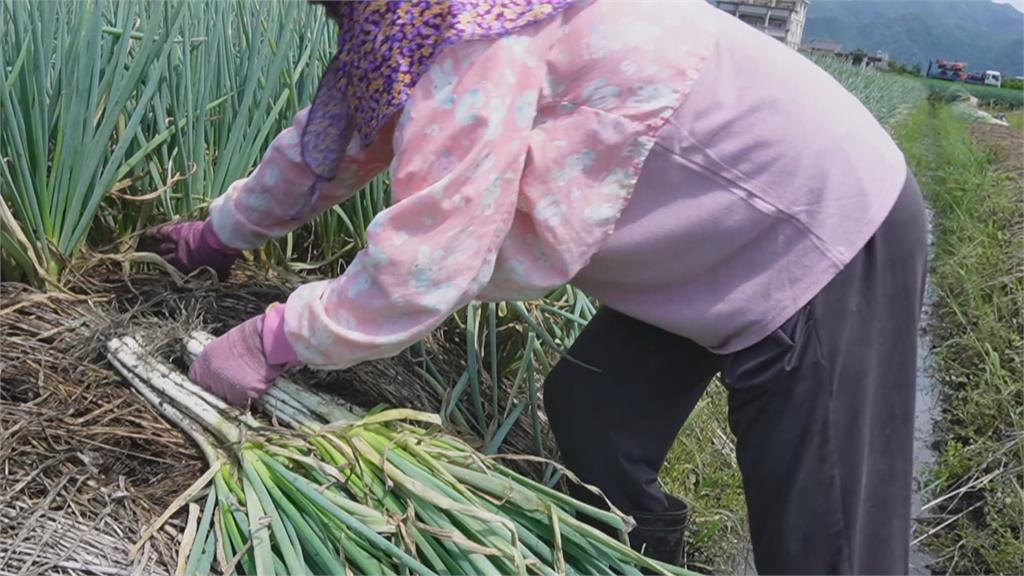 三星蔥抑菌效果良好　鄉公所推「蔥油醬班」