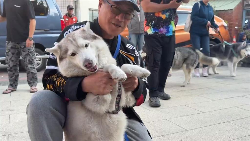 卡哇伊 ! 「哈士奇進香團」現身北港 參拜義犬將軍求平安
