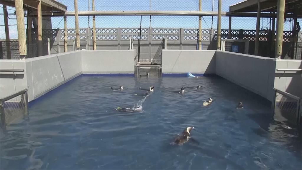 保護區南非企鵝瀕危「不到１萬對」　「人工巢穴」助保育繁殖、避天敵