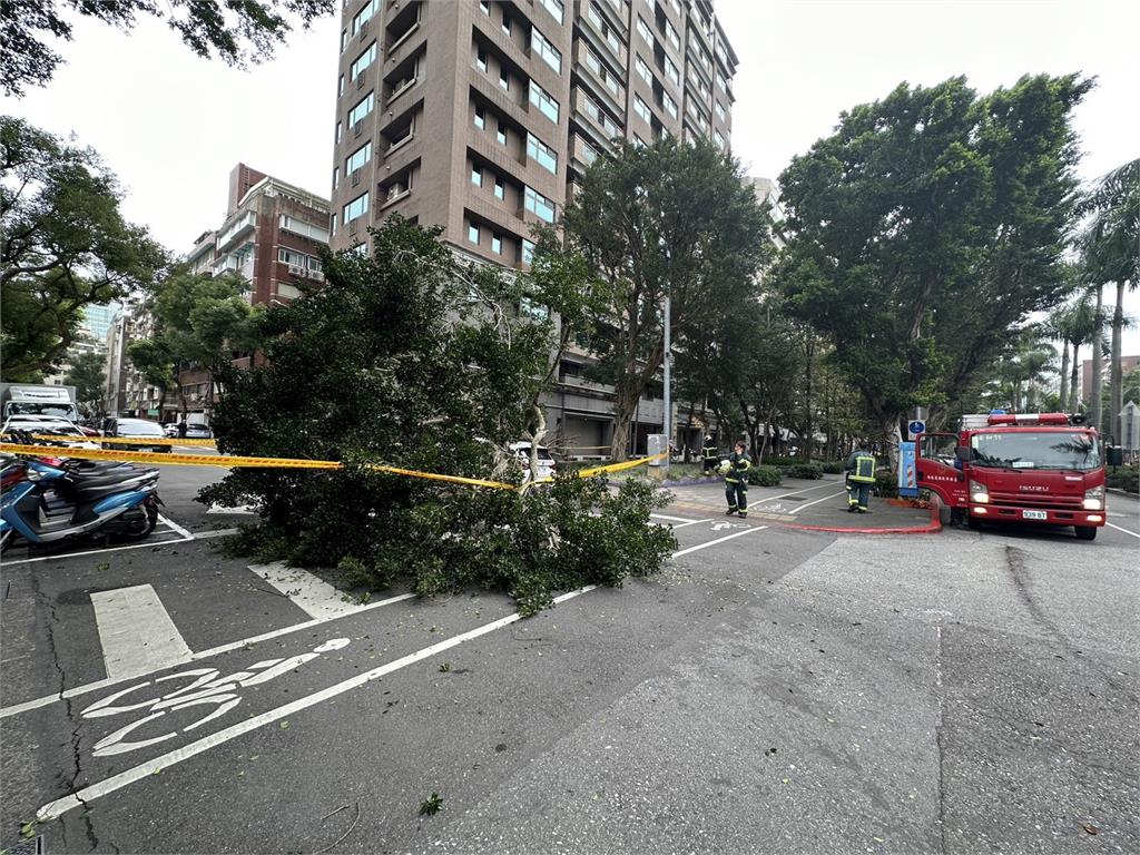 快新聞／嚇！北市仁愛路四段「大榕樹突倒塌」　BMW遭砸畫面曝光
