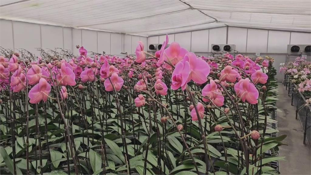 美對台32%關稅衝擊漁業 巴西恐成台灣鯛新競爭對手