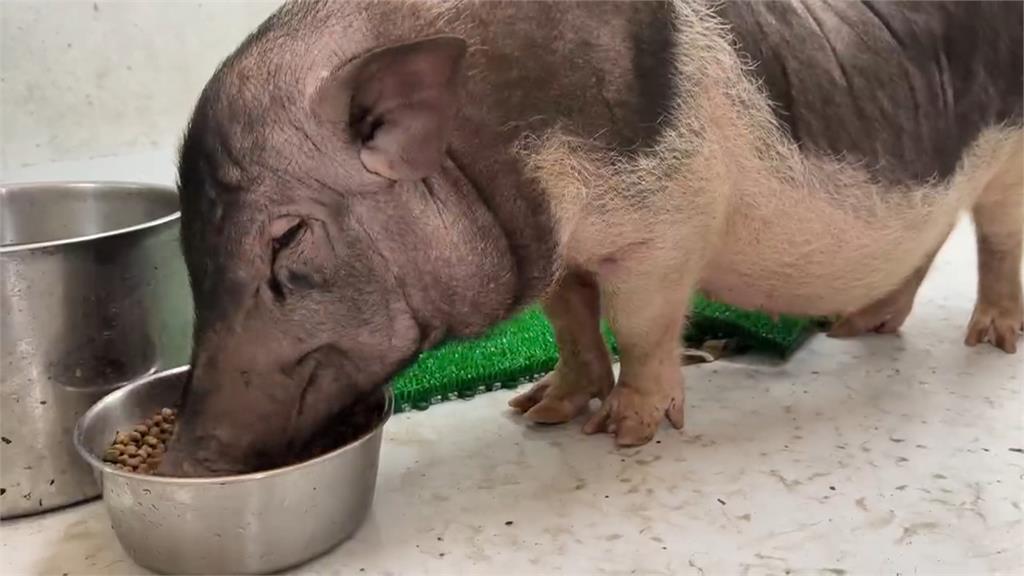 這隻「混種犬」怪怪的？　動保所公告「小豬變小狗」意外爆紅