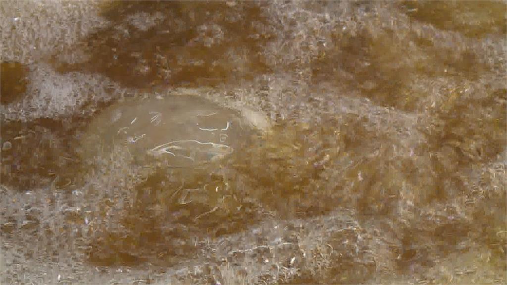 超奢華隱藏版肉圓　干貝鮮蝦鮑魚驚艷內餡