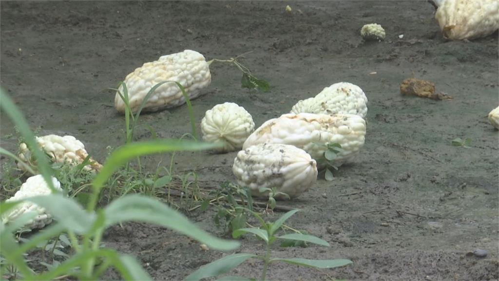 暴雨蔥田全泡水 蔥農欲哭無淚:太陽出來就爛掉