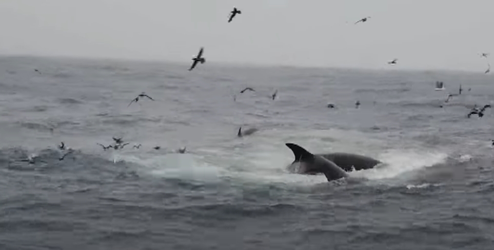 超過10頭虎鯨圍殺成年藍鯨！「戰術細節」全紀錄...史上首見影片曝光