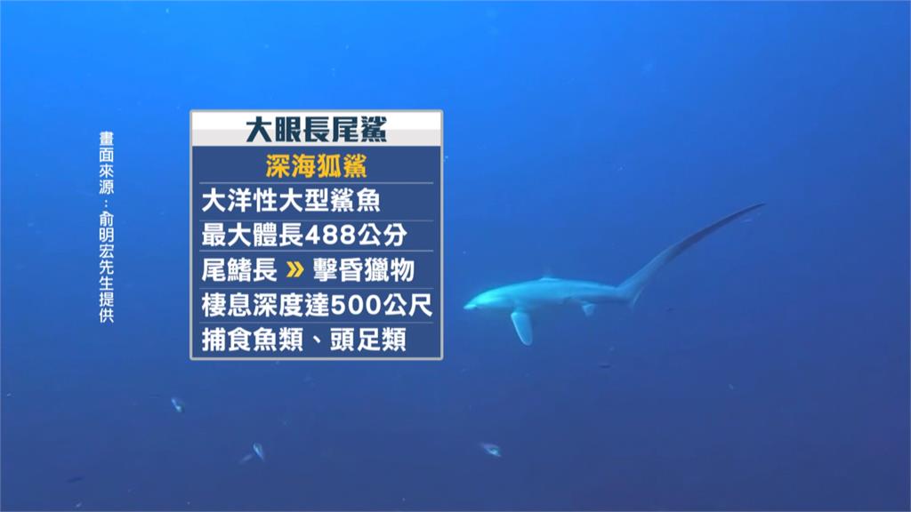 罕見! 長尾鯊遭捕獲"肚裡驚見活寶寶" 專家:存活率不到萬分之一