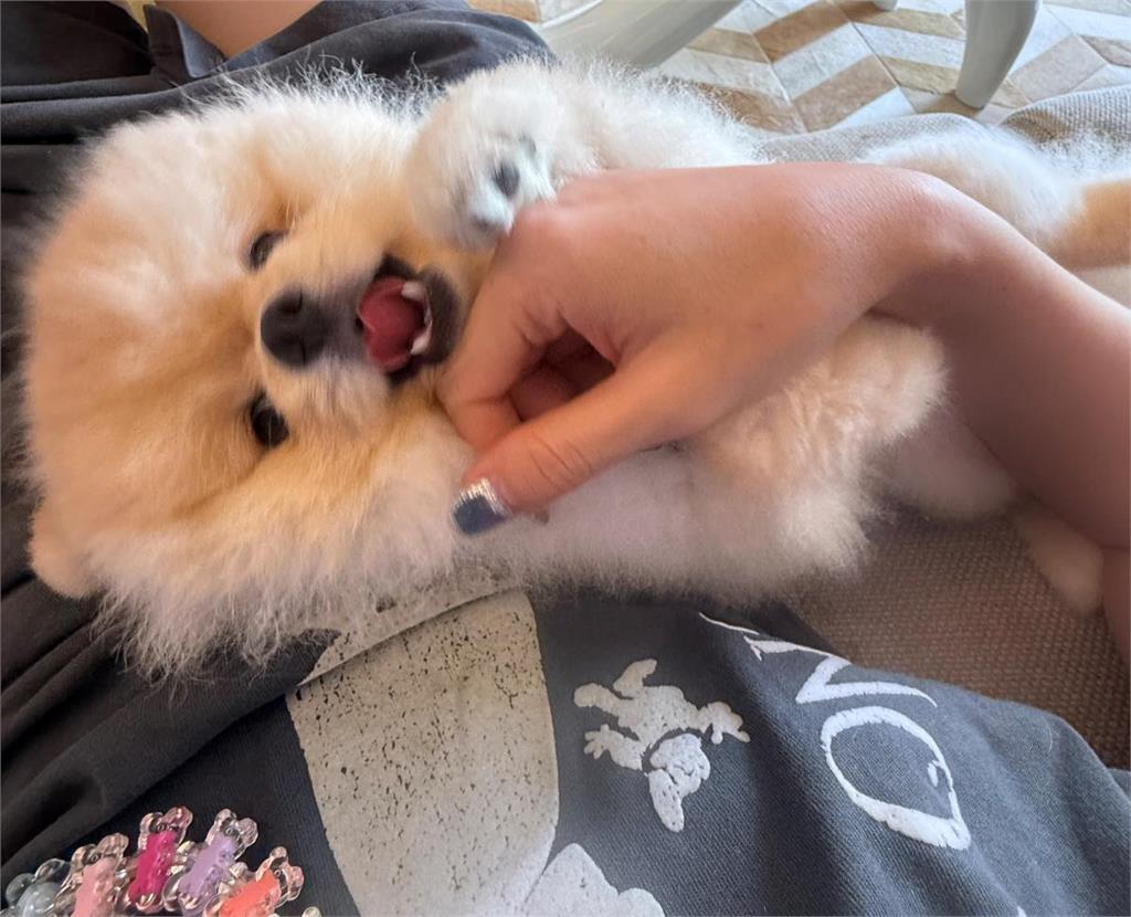 啦啦隊Dora小三風波延燒才暴不續約 李怡貞再放狠話「我留著最後一刀」