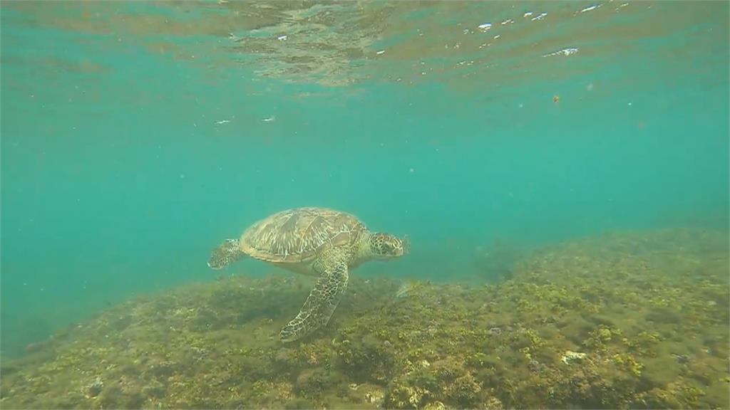 史上最貴自拍照！　小琉球女遊客摸海龜拍照恐罰30萬