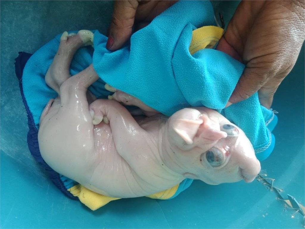 菲律賓畸形小豬「額頭長出象鼻」模樣驚人！出生半小時夭折飼主曝死因