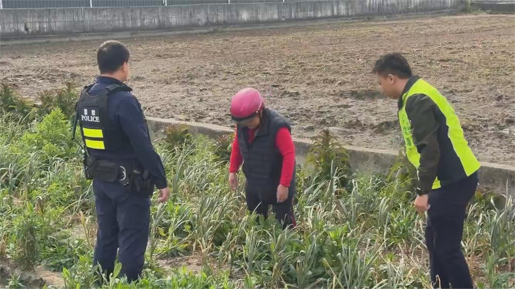 價格飆漲被盯上！彰化「整園紅蒜頭」被偷拔　警日巡夜訪「護蒜」