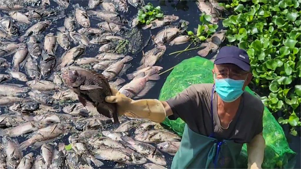 魚群集體暴斃「黑壓壓」整片 疑水中「溶氧量低」缺氧窒息
