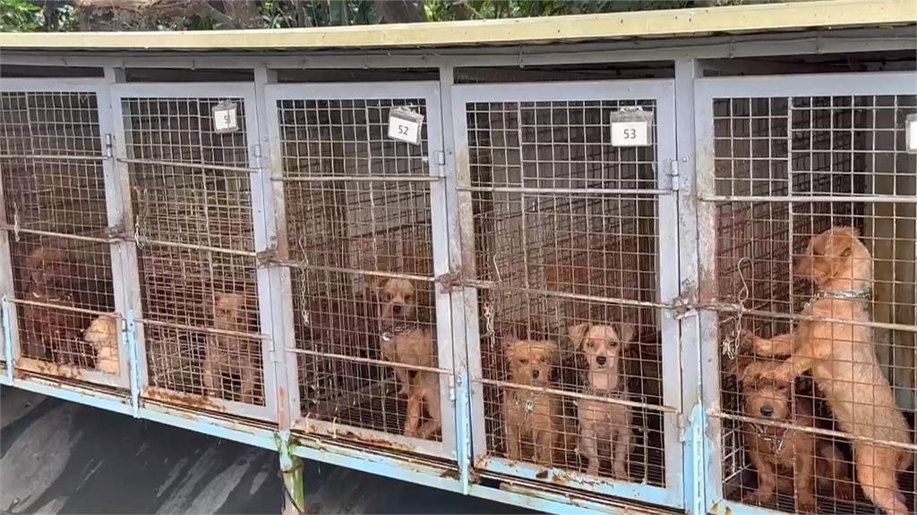 苗栗犬舍多數狗狗想叫也沒聲 負責人兼獸醫冷血行徑遭開罰