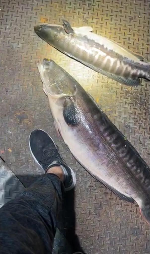 天熱活躍！日月潭惡霸現蹤　釣客捕獲「近18斤巨大魚虎」驚人照片曝
