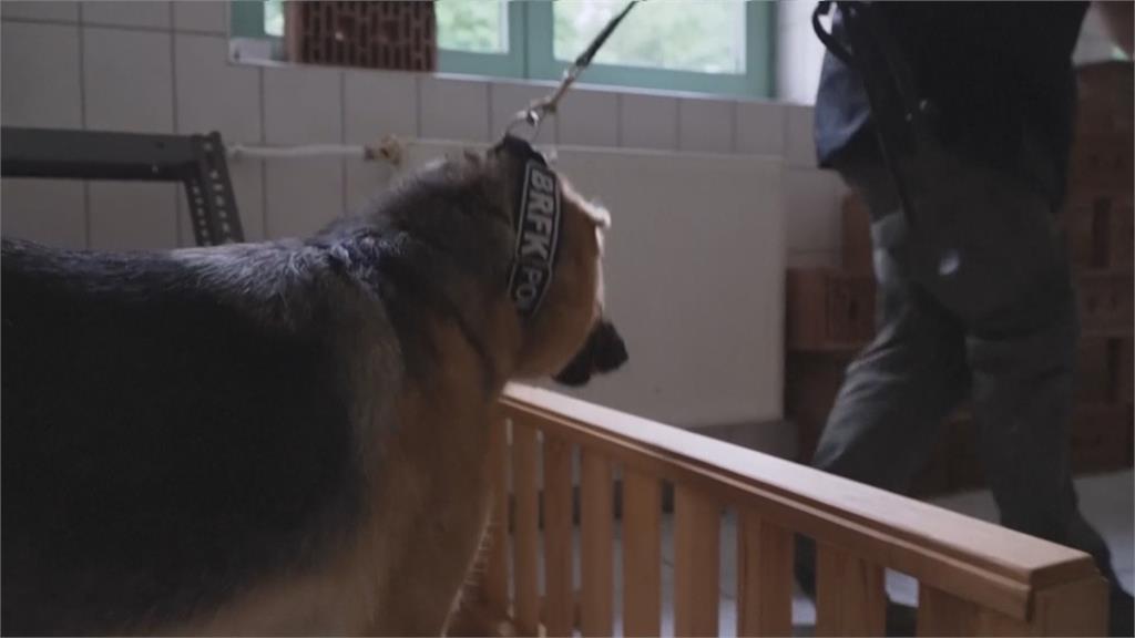 烏克蘭軍犬「藍波」重傷 匈牙利展開新生